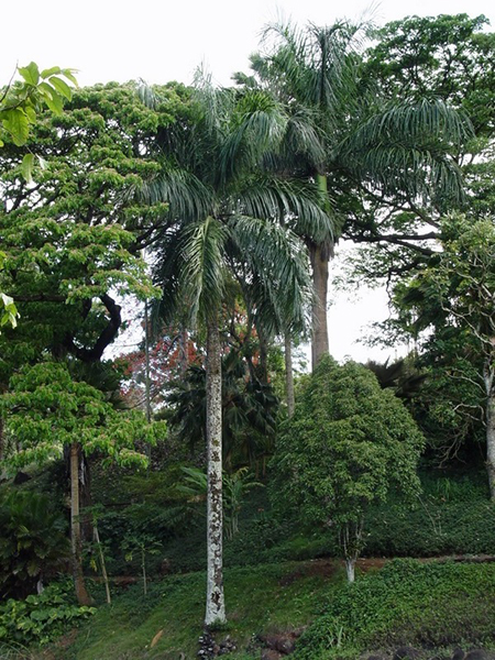 Roystonea regia (Royal Palm)